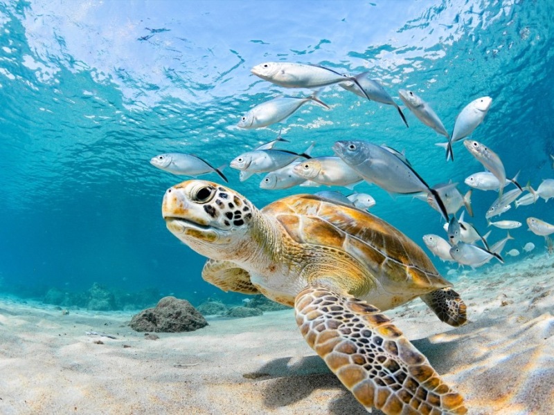 Why Sea Turtles Matter: A Perspective on Saving Our Oceans