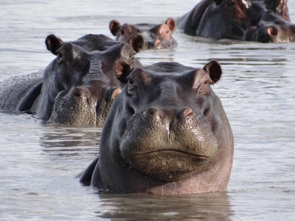 Protecting Africa’s Beloved Hippos: Understanding Their Vulnerabilities
