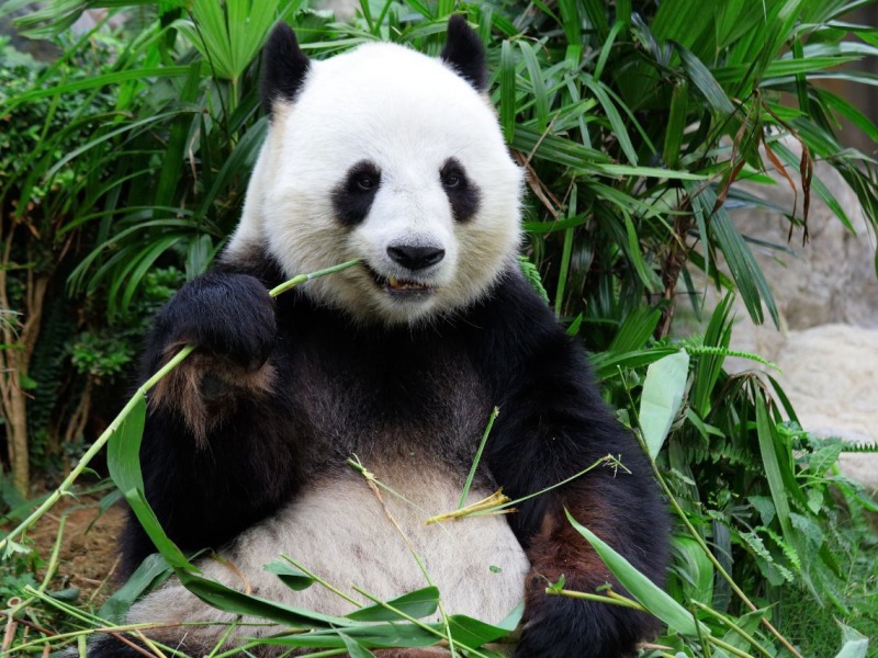 Protecting the Precious Giant Panda: A Call to Action