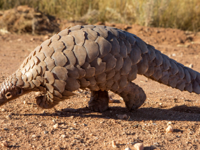 Pangolins: The Precarious Plight of Earth’s Most Trafficked Mammal